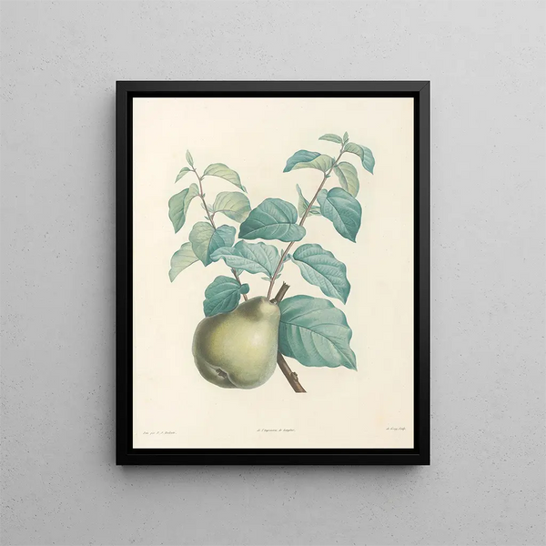 La botanique de J. J. Rousseau Pl 41 - Pierre-Joseph Redouté — framed artwork on a wall