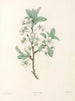 La botanique de J. J. Rousseau Pl 43 - Pierre-Joseph Redouté — artwork view