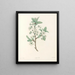 La botanique de J. J. Rousseau Pl 43 - Pierre-Joseph Redouté — framed artwork on a wall