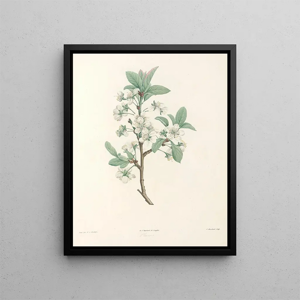 La botanique de J. J. Rousseau Pl 43 - Pierre-Joseph Redouté — framed artwork on a wall
