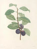 La botanique de J. J. Rousseau Pl 44 - Pierre-Joseph Redouté — artwork view