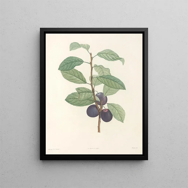 La botanique de J. J. Rousseau Pl 44 - Pierre-Joseph Redouté — framed artwork on a wall