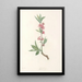 La botanique de J J Rousseau Pl 45 - Pierre Joseph Redouté — framed artwork on a wall