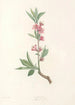 La botanique de J J Rousseau Pl 45 - Pierre Joseph Redouté — artwork view