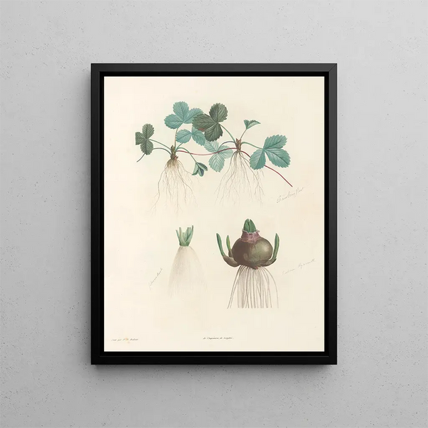 La botanique de J. J. Rousseau Pl 47 - Pierre-Joseph Redouté — framed artwork on a wall