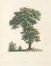 La botanique de J. J. Rousseau Pl 48 - Pierre-Joseph Redouté — artwork view