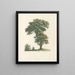 La botanique de J. J. Rousseau Pl 48 - Pierre-Joseph Redouté — framed artwork on a wall