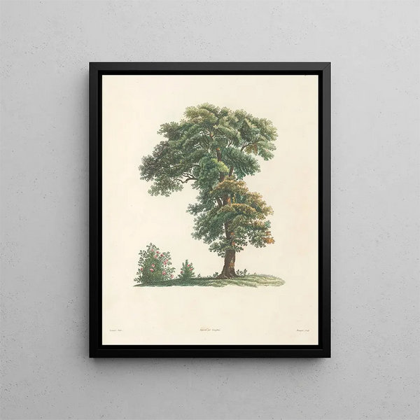 La botanique de J. J. Rousseau Pl 48 - Pierre-Joseph Redouté — framed artwork on a wall