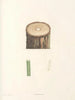 La botanique de J. J. Rousseau Pl 50 - Pierre-Joseph Redouté — artwork view