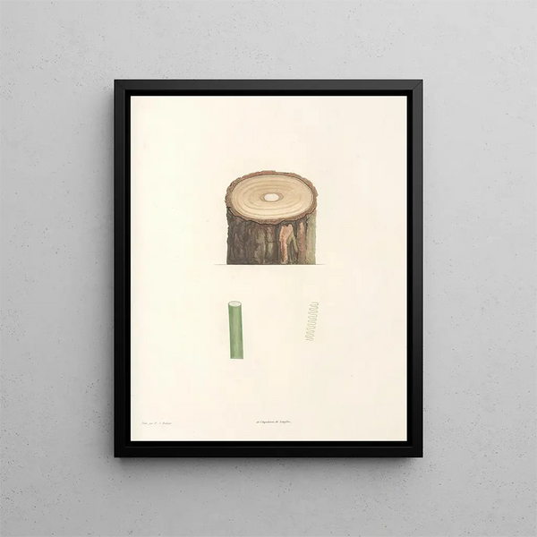 La botanique de J. J. Rousseau Pl 50 - Pierre-Joseph Redouté — framed artwork on a wall