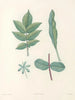 La botanique de J. J. Rousseau Pl 51 - Pierre-Joseph Redouté — artwork view