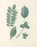 La botanique de J. J. Rousseau Pl 52 - Pierre Joseph Redouté — artwork view