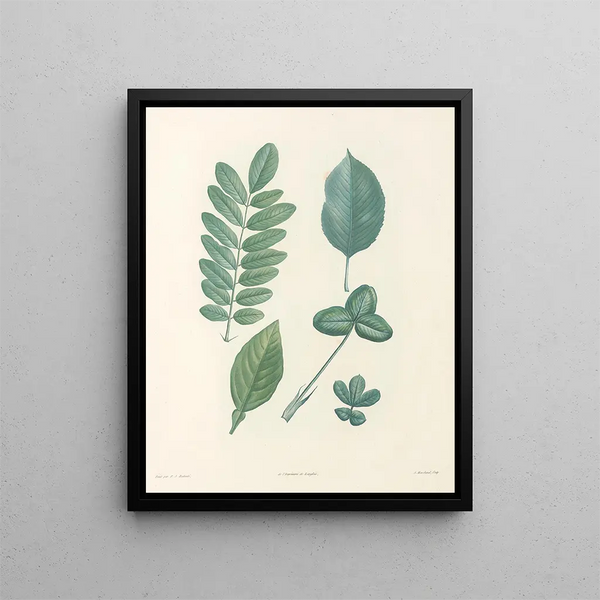 La botanique de J. J. Rousseau Pl 52 - Pierre Joseph Redouté — framed artwork on a wall