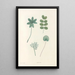 La botanique de J J Rousseau Pl 53 - Pierre Joseph Redouté — framed artwork on a wall