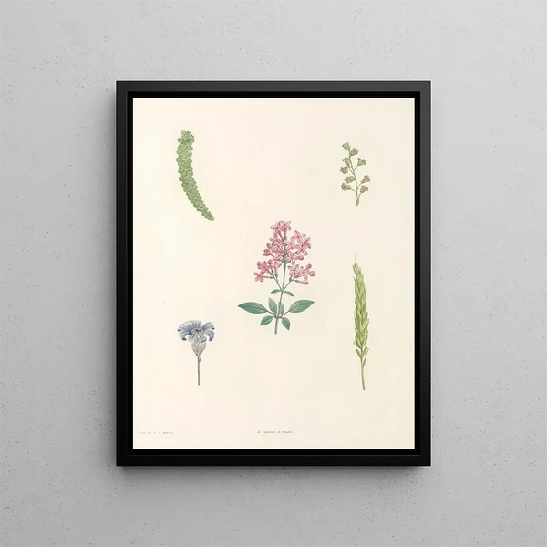 La botanique de J. J. Rousseau Pl 54 - Pierre Joseph Redouté — framed artwork on a wall