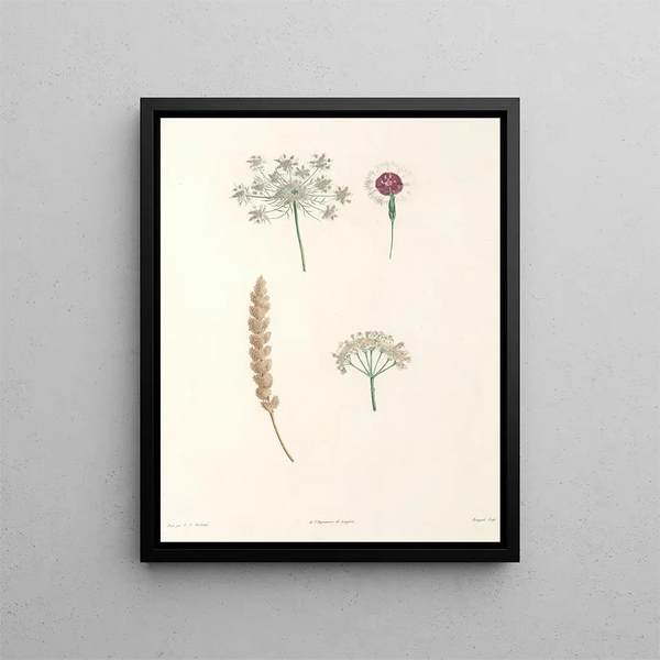 La botanique de J. J. Rousseau Pl 55 - Pierre Joseph Redouté — framed artwork on a wall