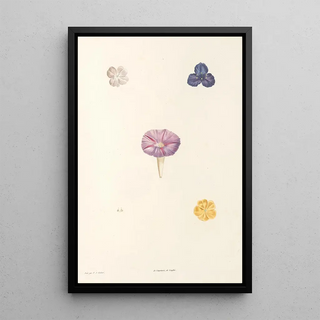 Pierre Joseph Redout - La botanique de J J Rousseau Pl 56.webp