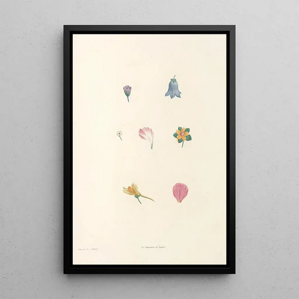 La botanique de J J Rousseau Pl 59 - Pierre Joseph Redouté — framed artwork on a wall