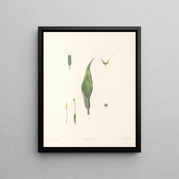 La botanique de J. J. Rousseau Pl 60 - Pierre Joseph Redouté — framed artwork on a wall