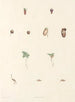 La botanique de J. J. Rousseau Pl 63 - Pierre Joseph Redouté — artwork view