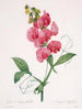 Lathyrus latifolius Pois éternel - Pierre Joseph Redouté — artwork view