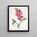 Lathyrus latifolius Pois éternel - Pierre Joseph Redouté — framed artwork on a wall