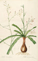 Les liliacées Pl01 - Pierre Joseph Redouté — artwork view