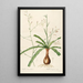 Les liliacées Pl01 - Pierre Joseph Redouté — framed artwork on a wall