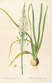 Les liliacées Pl02 - Pierre Joseph Redouté — artwork view