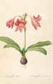 Les liliacées Pl04 - Pierre Joseph Redouté — artwork view