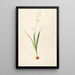Les liliacées Pl06 - Pierre Joseph Redouté — framed artwork on a wall