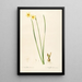 Les liliacées Pl07 - Pierre Joseph Redouté — framed artwork on a wall