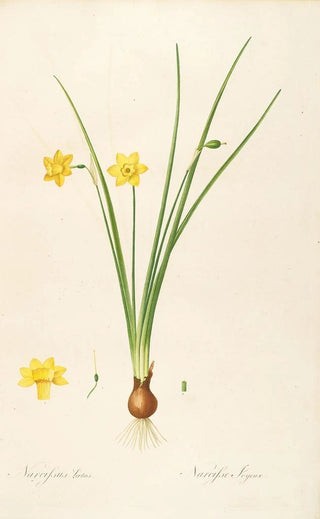 Pierre Joseph Redout - Les liliacees Pl08.webp