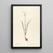 Les liliacées Pl09 - Pierre Joseph Redouté — framed artwork on a wall