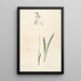 Les liliacées Pl11 - Pierre Joseph Redouté — framed artwork on a wall