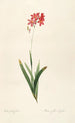 Les liliacées Pl12 - Pierre Joseph Redouté — artwork view