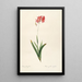 Les liliacées Pl12 - Pierre Joseph Redouté — framed artwork on a wall