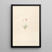 Les liliacées Pl13 - Pierre Joseph Redouté — framed artwork on a wall