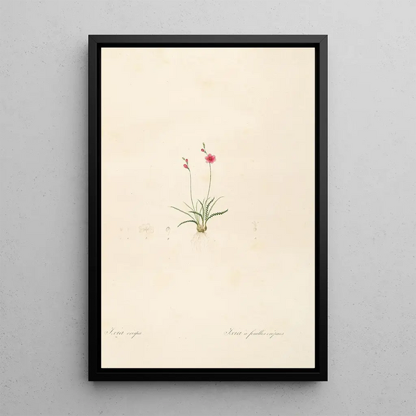 Les liliacées Pl13 - Pierre Joseph Redouté — framed artwork on a wall