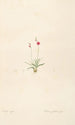 Les liliacées Pl13 - Pierre Joseph Redouté — artwork view