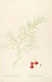 Les liliacées Pl14 - Pierre Joseph Redouté — artwork view