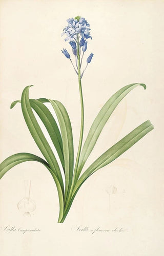 Pierre Joseph Redout - Les liliacees Pl15.webp