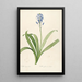 Les liliacées Pl15 - Pierre Joseph Redouté — framed artwork on a wall