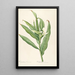 Les liliacées Pl16 - Pierre Joseph Redouté — framed artwork on a wall