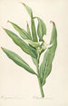 Les liliacées Pl16 - Pierre Joseph Redouté — artwork view