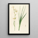 Les liliacées Pl18 - Pierre Joseph Redouté — framed artwork on a wall
