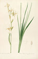 Les liliacées Pl18 - Pierre Joseph Redouté — artwork view