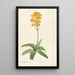 Les liliacées Pl19 - Pierre Joseph Redouté — framed artwork on a wall