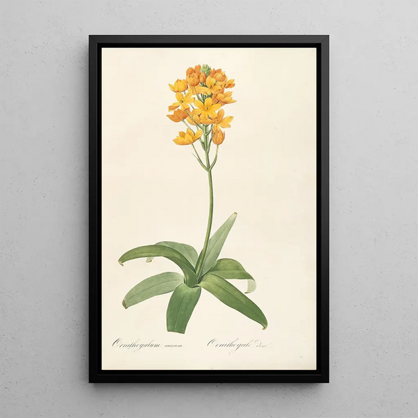 Les liliacées Pl19 - Pierre Joseph Redouté — framed artwork on a wall