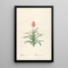 Les liliacées Pl20 - Pierre Joseph Redouté — framed artwork on a wall